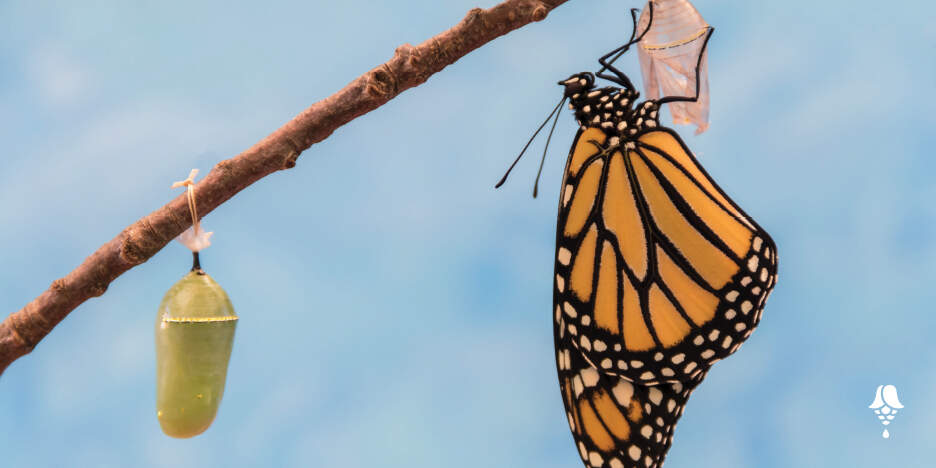 Smooth transformation