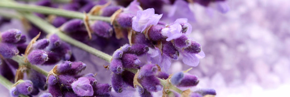 HOW ORGANIC LAVENDER ESSENTIAL OIL IS MADE