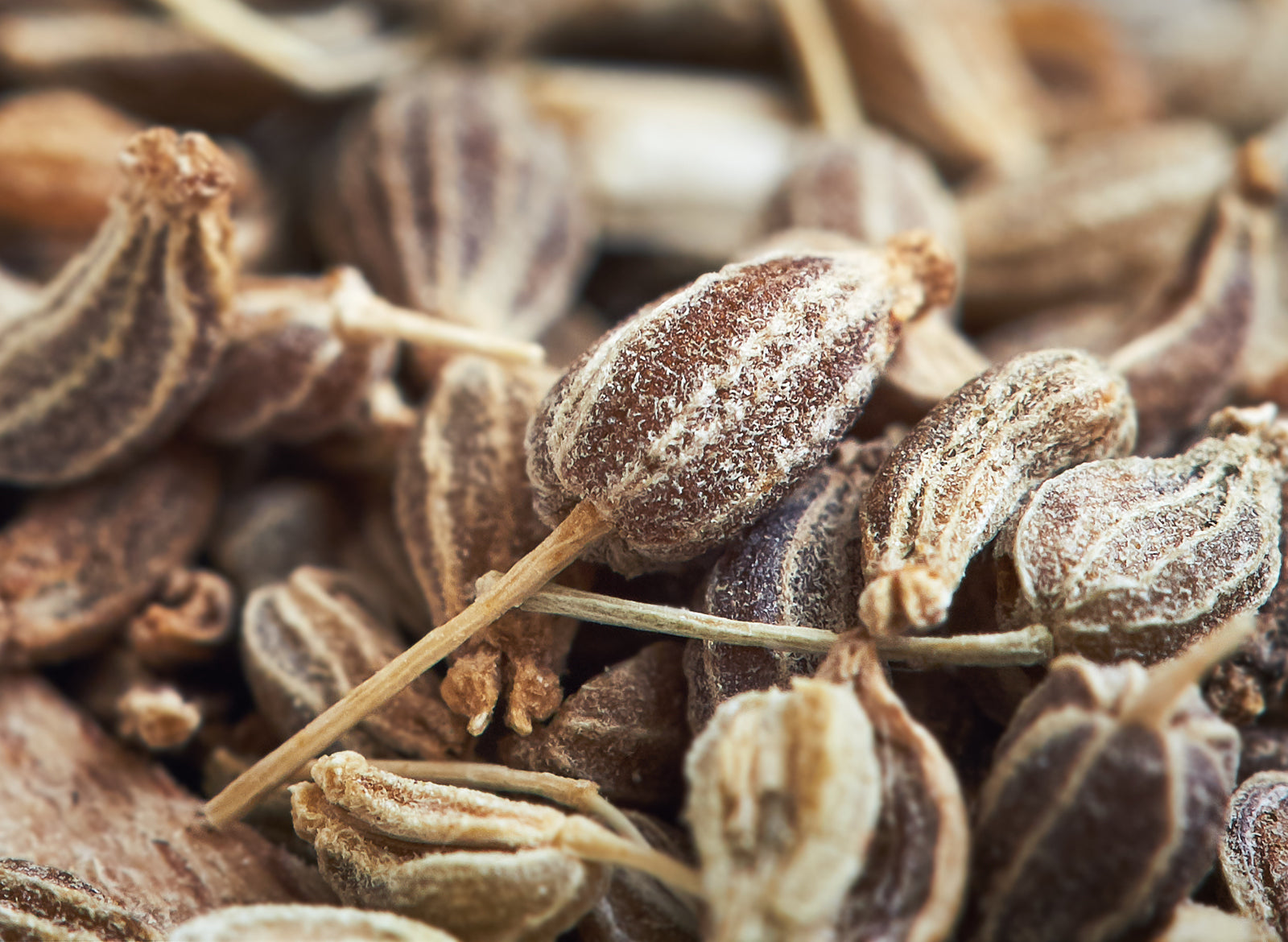Aniseed Essential Oil