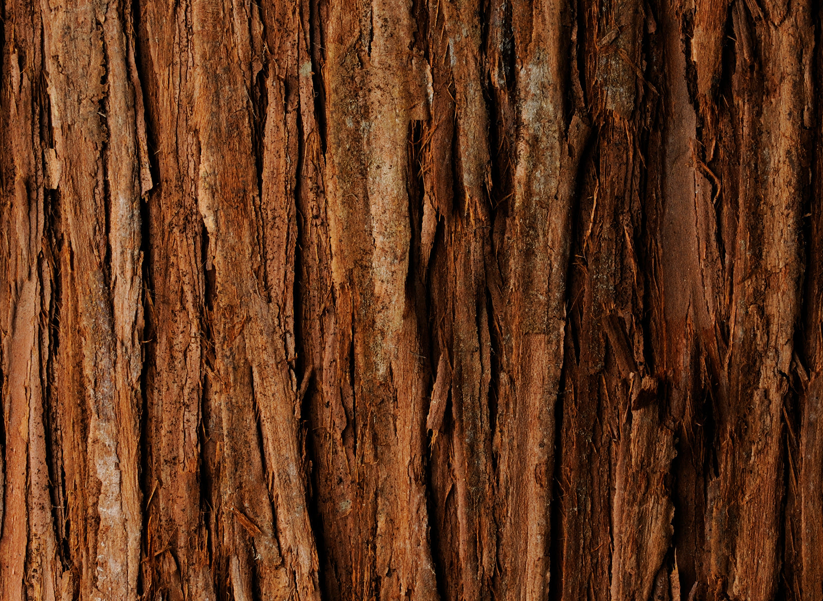 Cedarwood Atlas Essential Oil