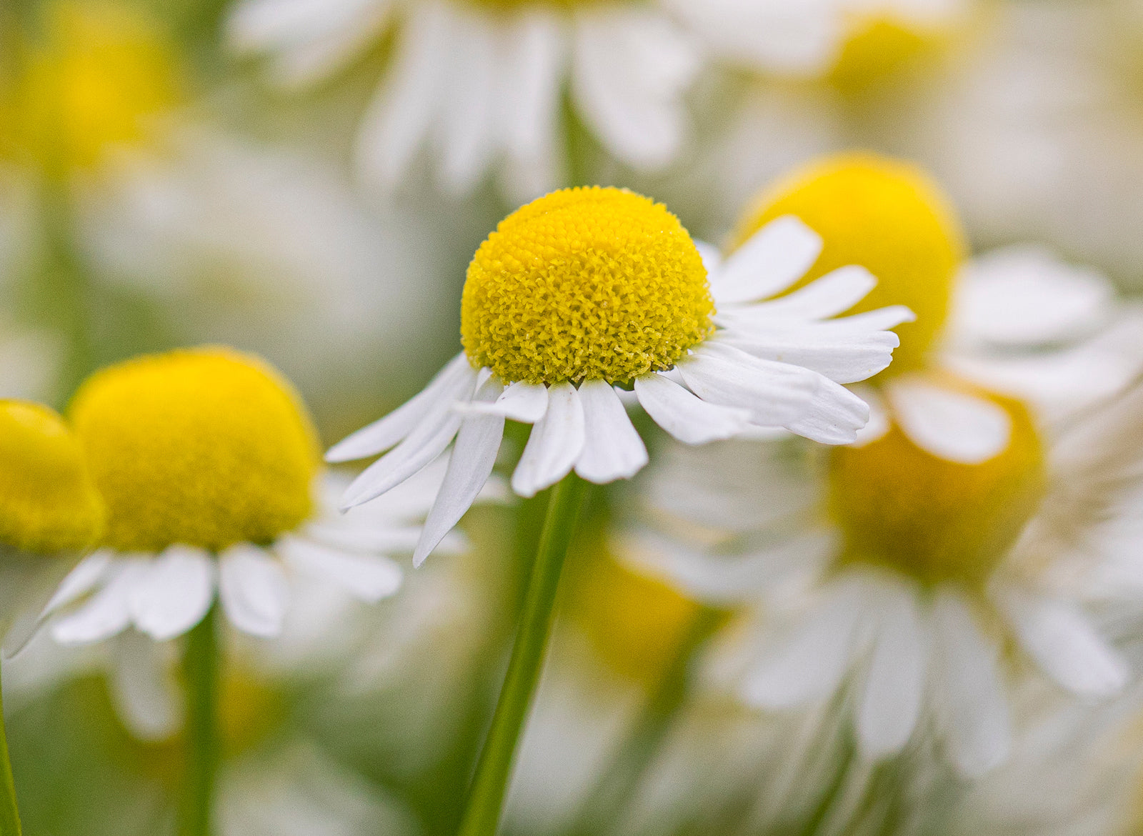 Chamomile German: Pure Essential Oil