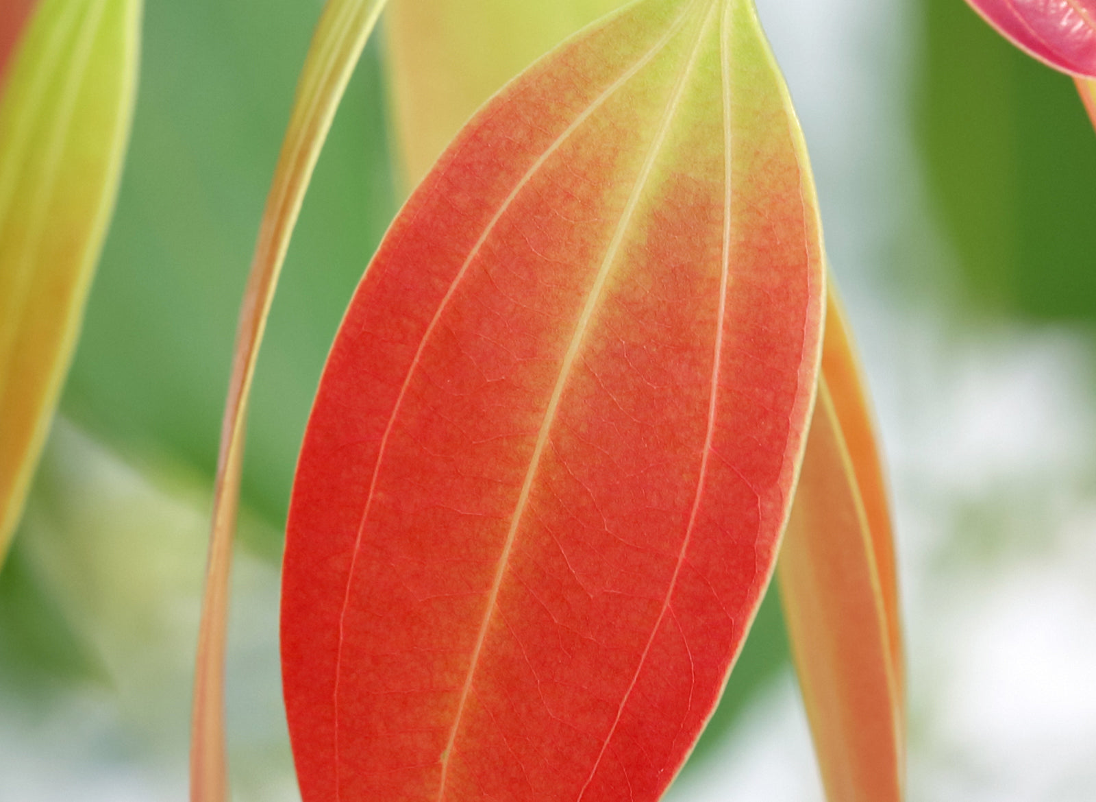 Cinnamon Leaf Essential Oil