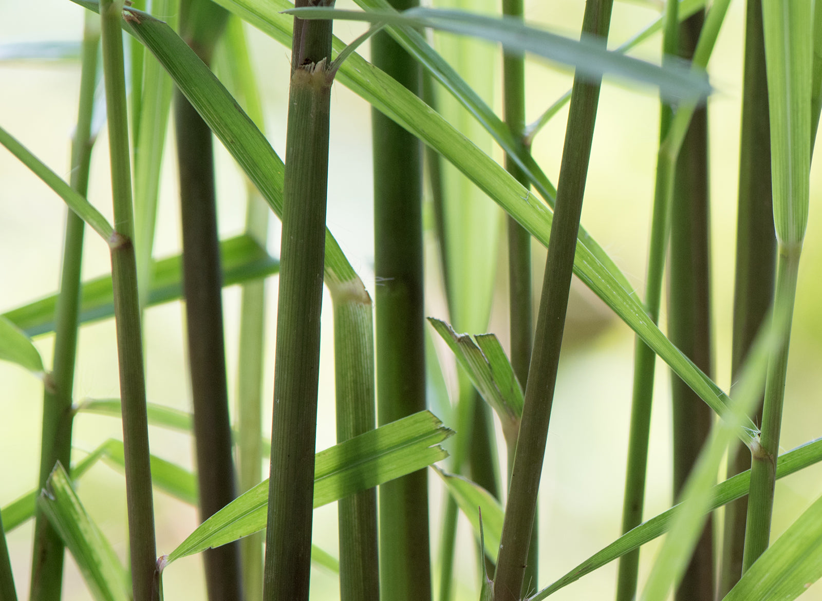 Citronella Essential Oil