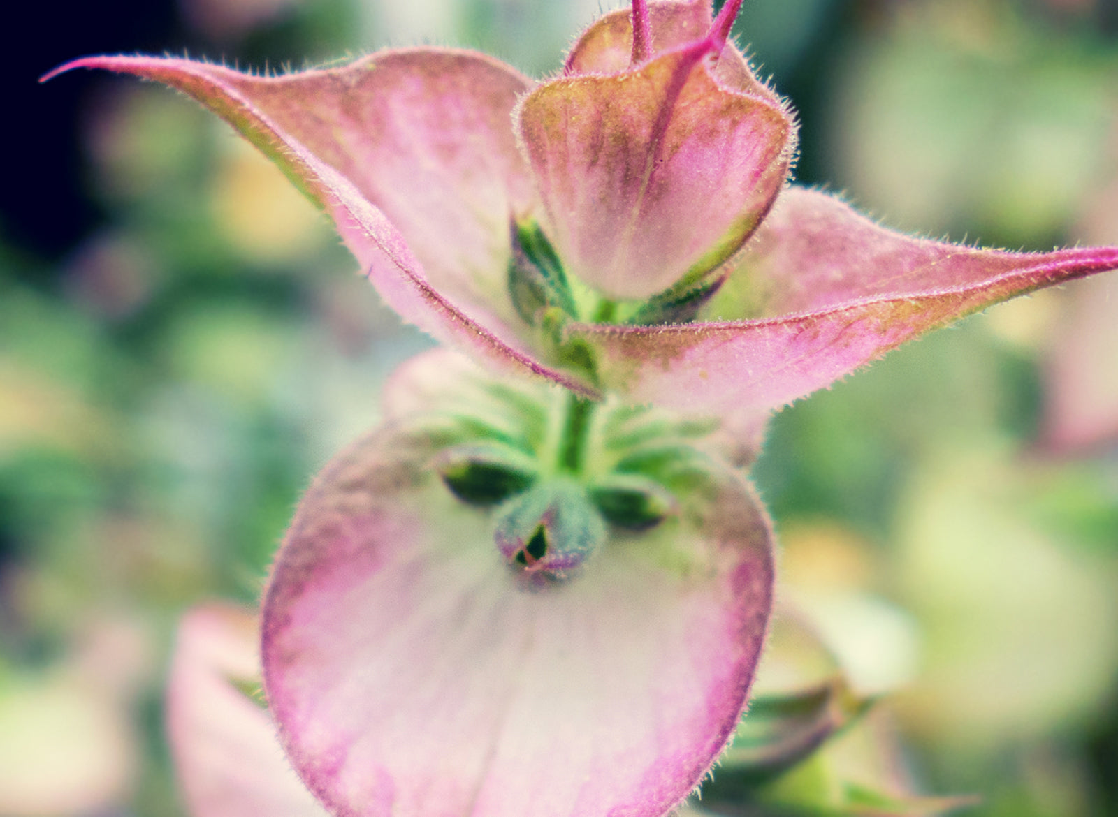 Clary Sage Essential Oil