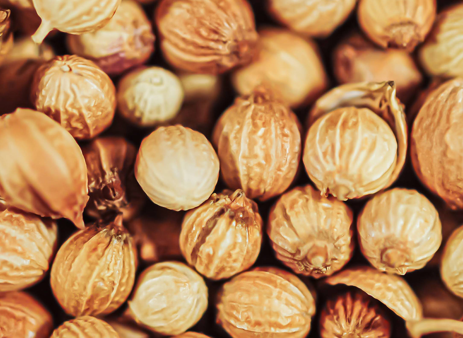 Coriander Seed Essential Oil