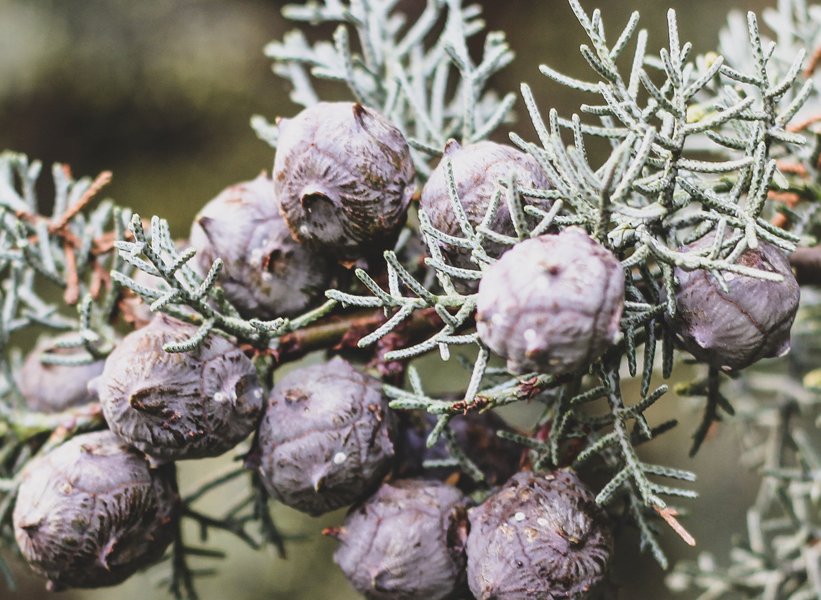 Cypress Essential Oil