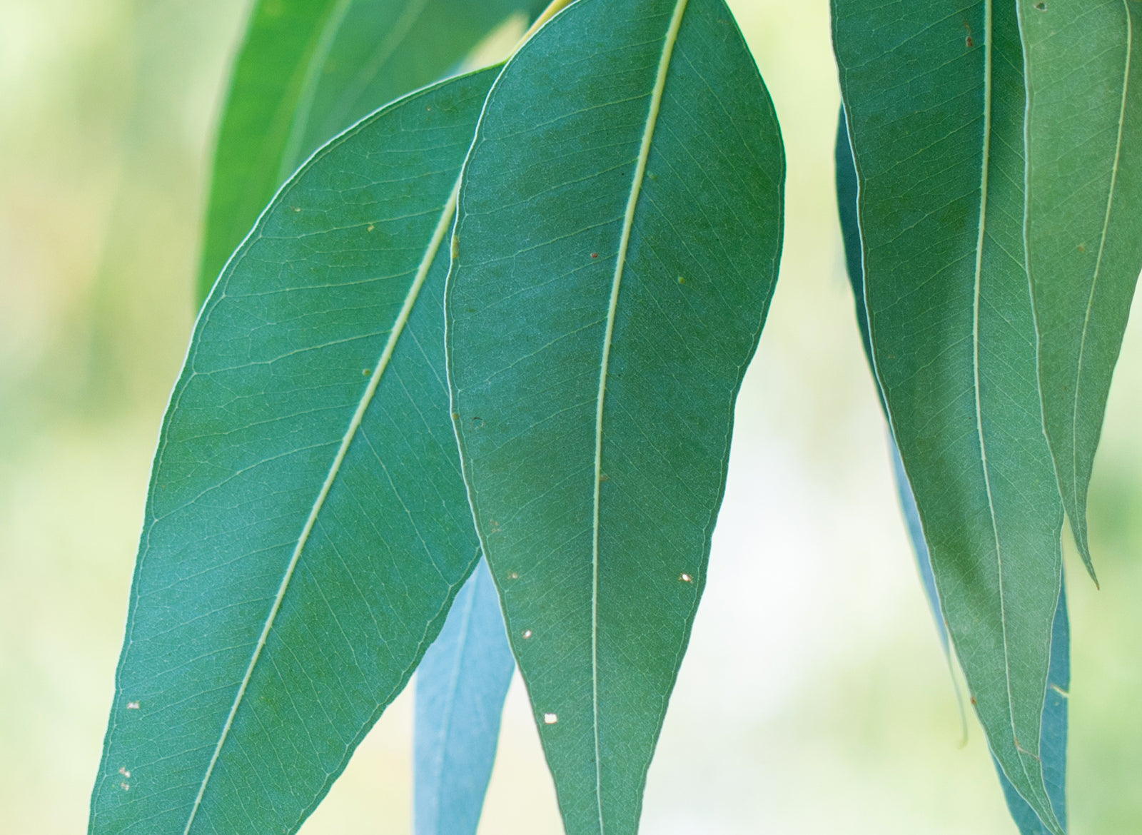 Eucalyptus Australiana Essential Oil