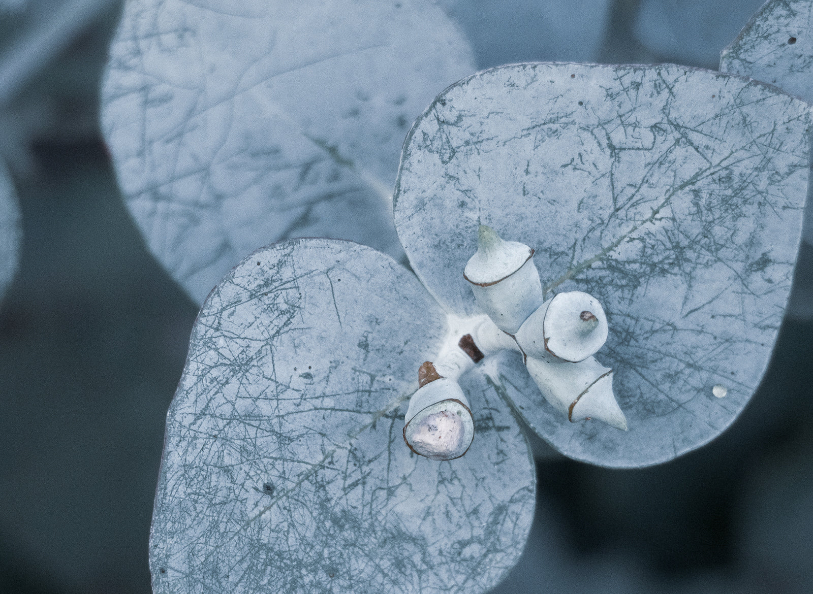 Eucalyptus Blue Gum Essential Oil