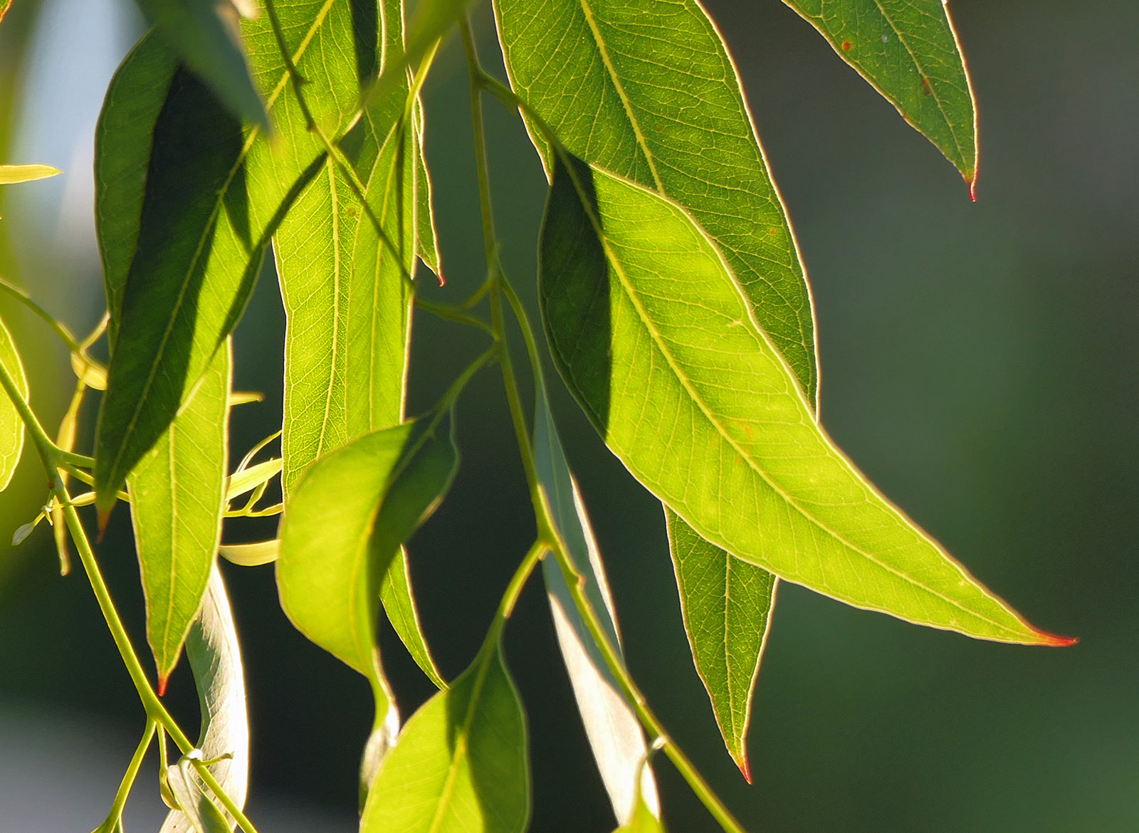 Eucalyptus Lemon Essential Oil