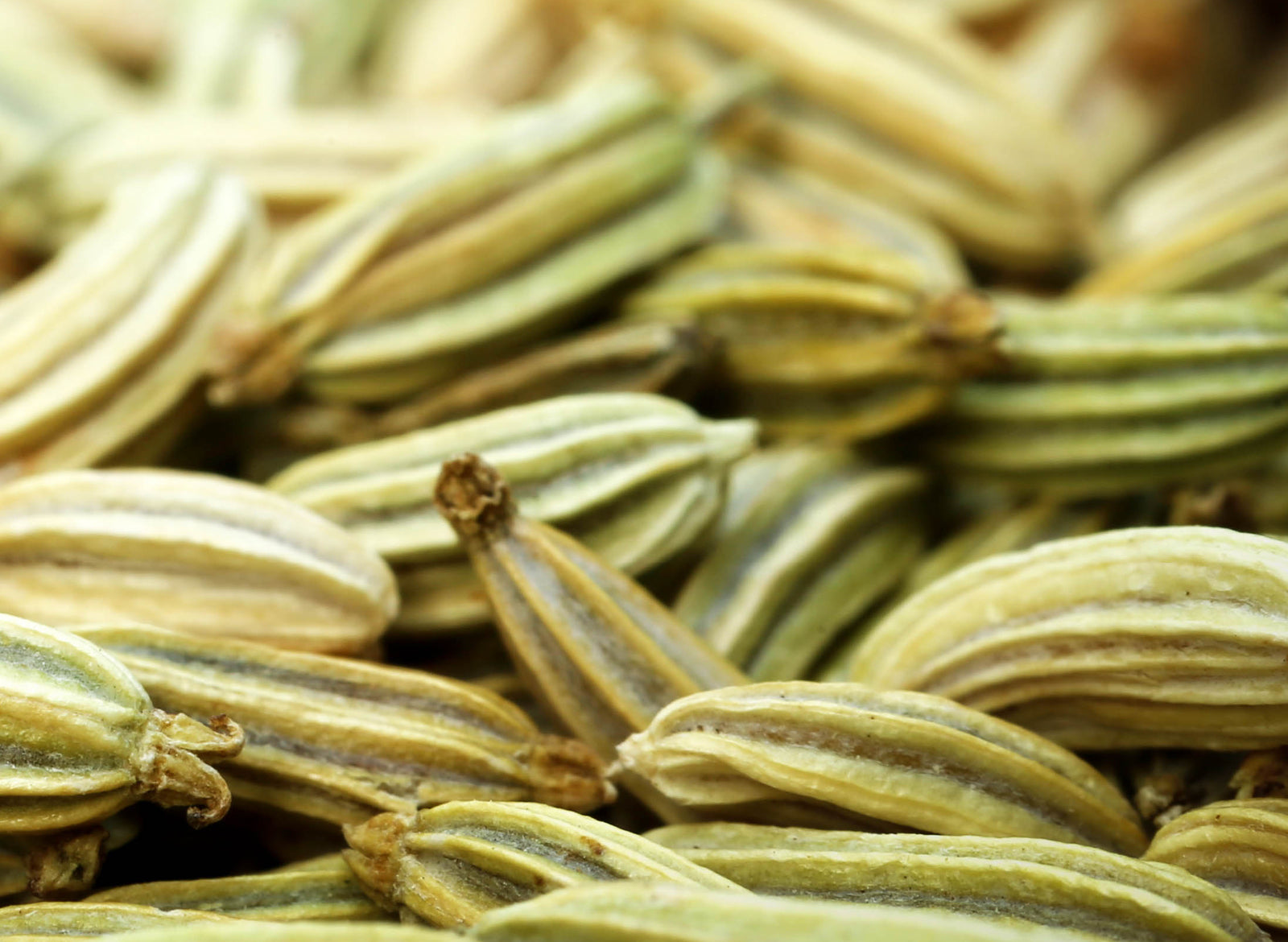 Fennel Sweet Essential Oil