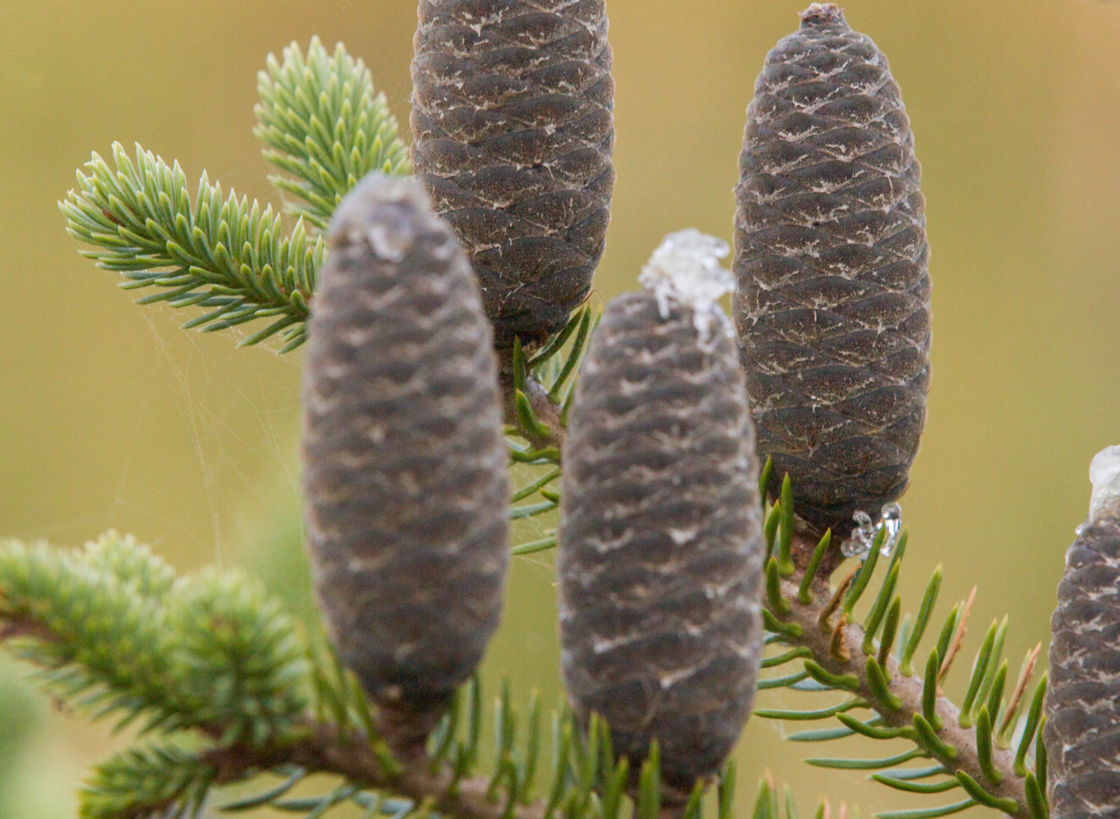 Fir Balsam Essential Oil