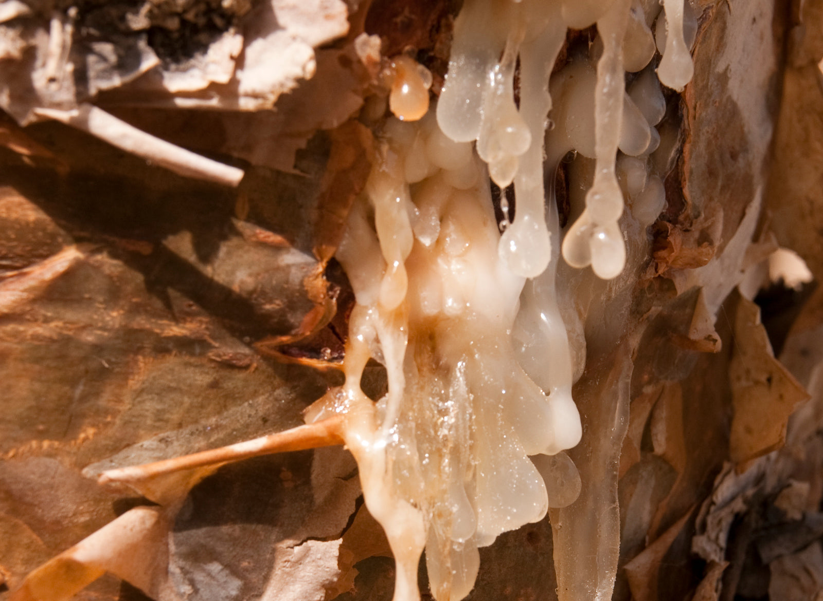 Frankincense Essential Oil