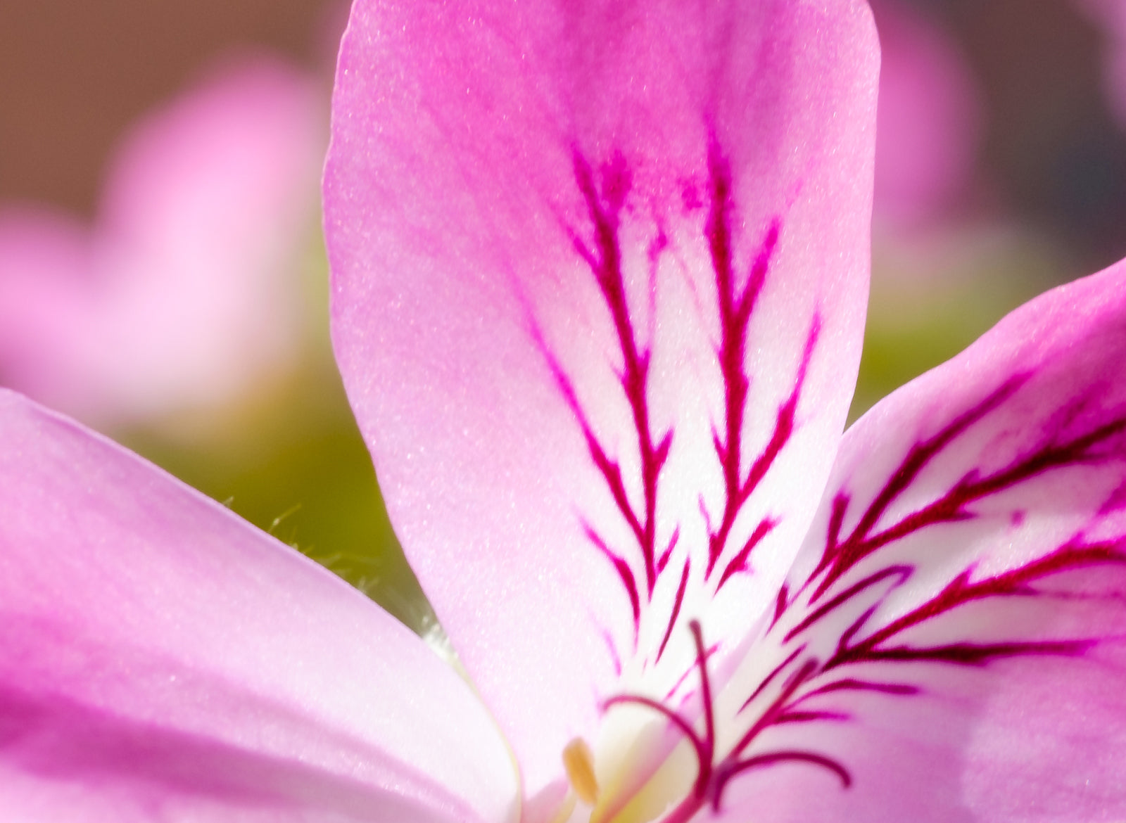 Geranium Essential Oil