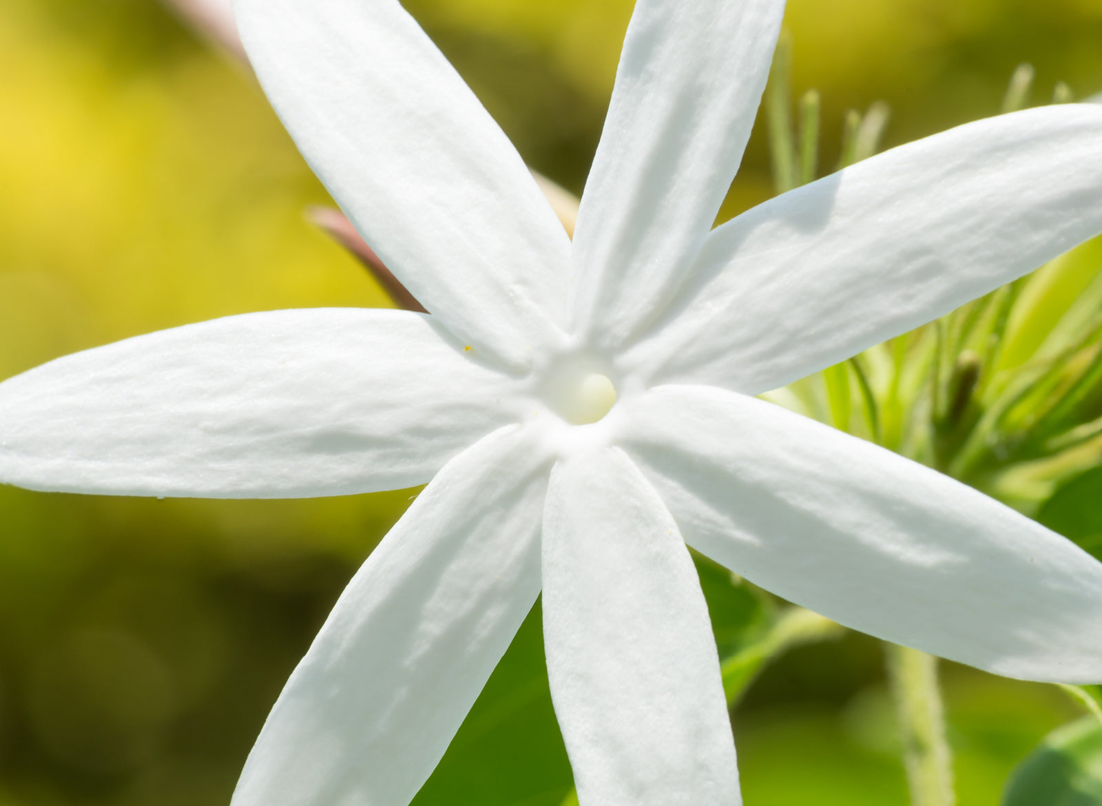 Jasmine: Pure Essential Oil