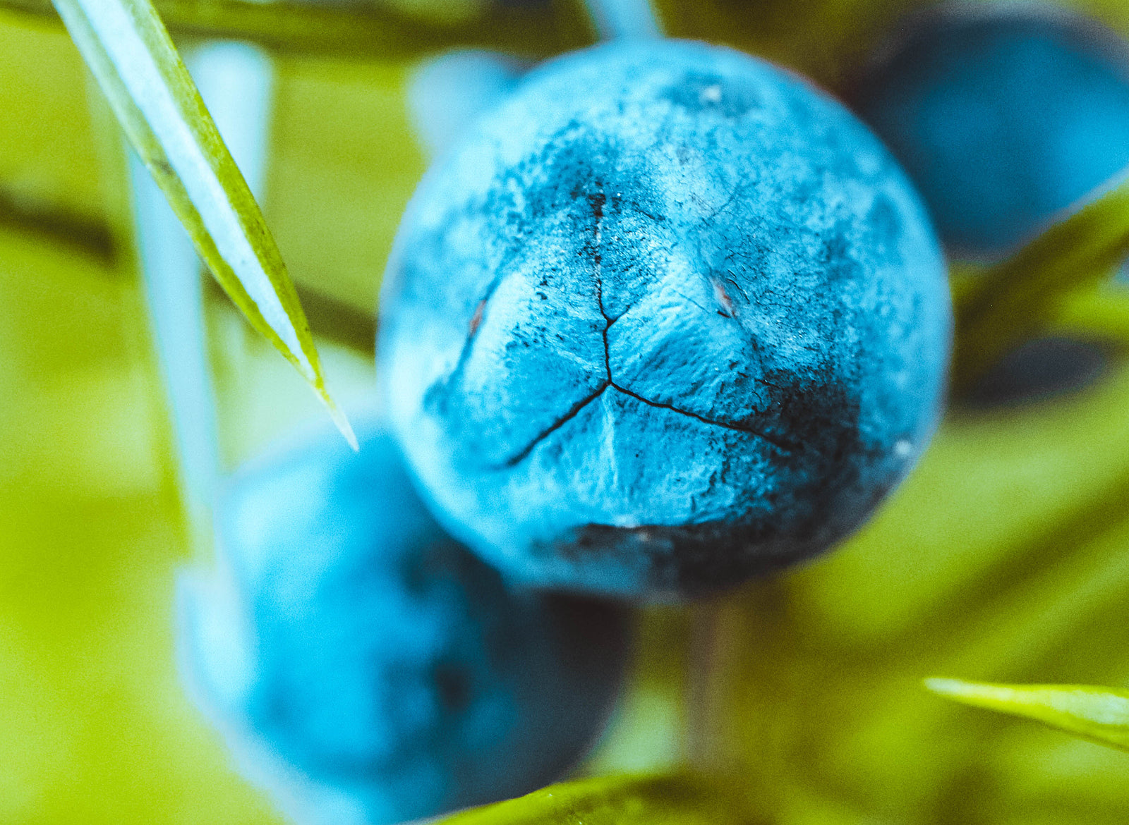Juniper Berry Essential Oil