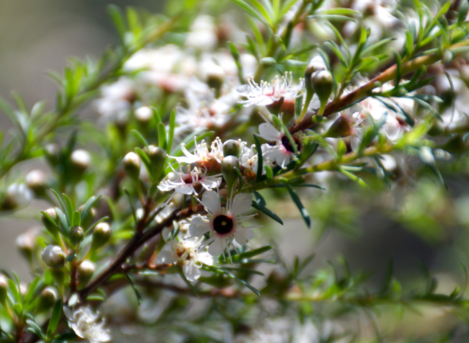 Kanuka Essential Oil