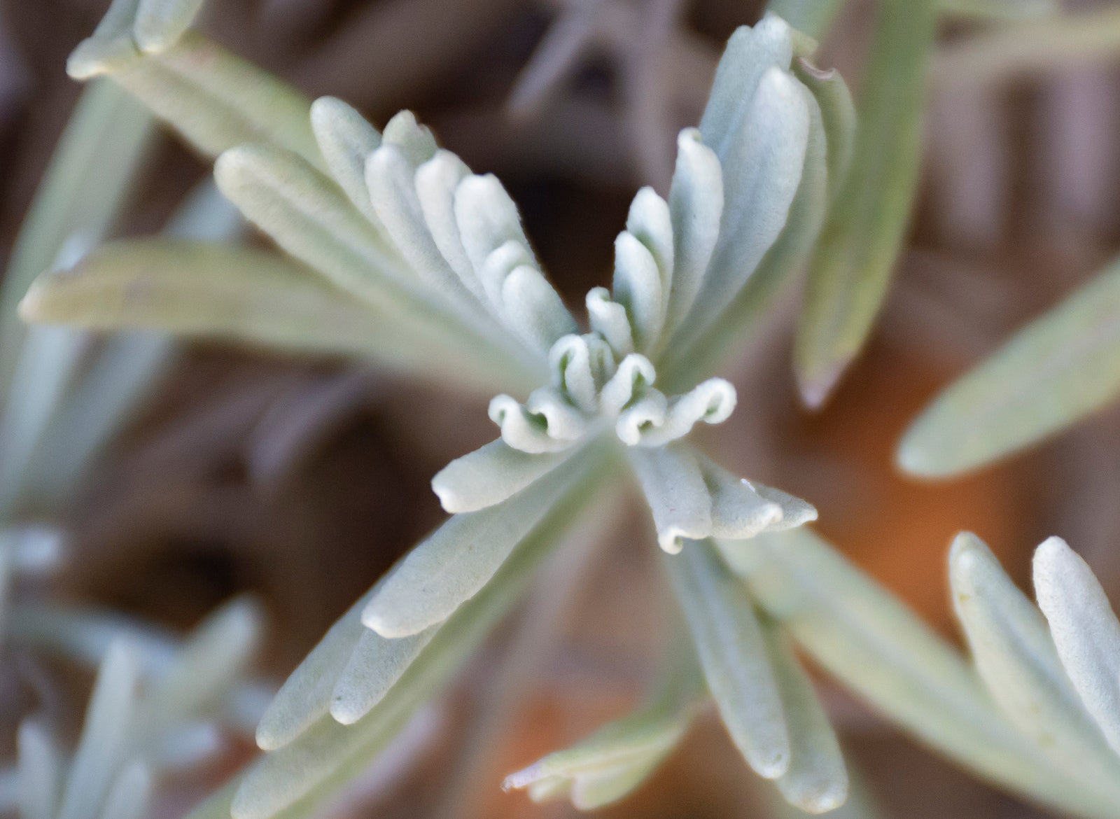 Lavender Spike Essential Oil