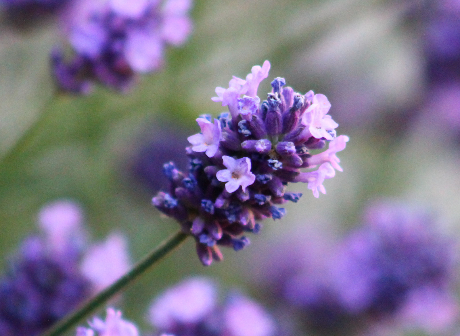 Lavender Sweet Essential Oil