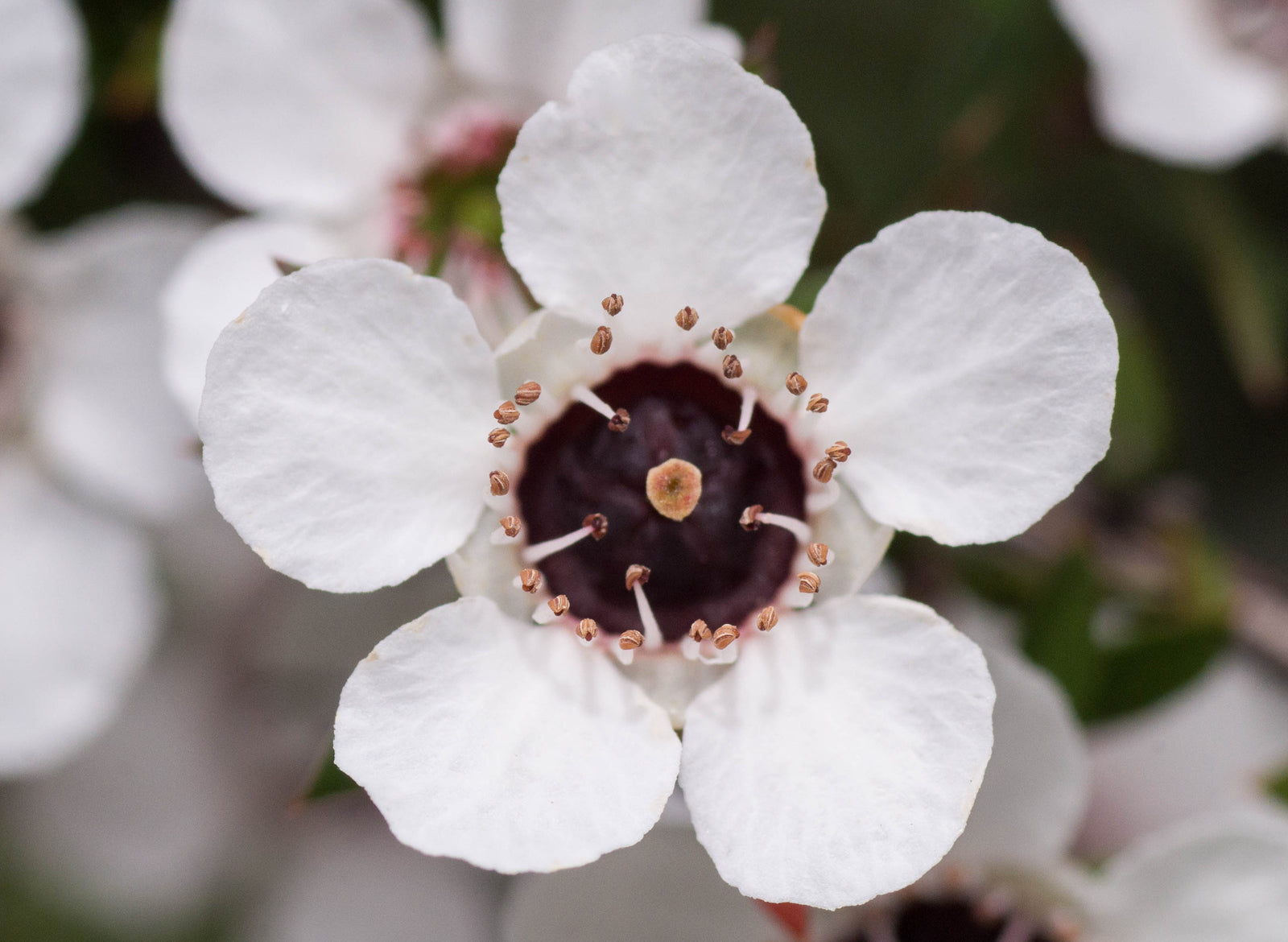 Manuka Essential Oil