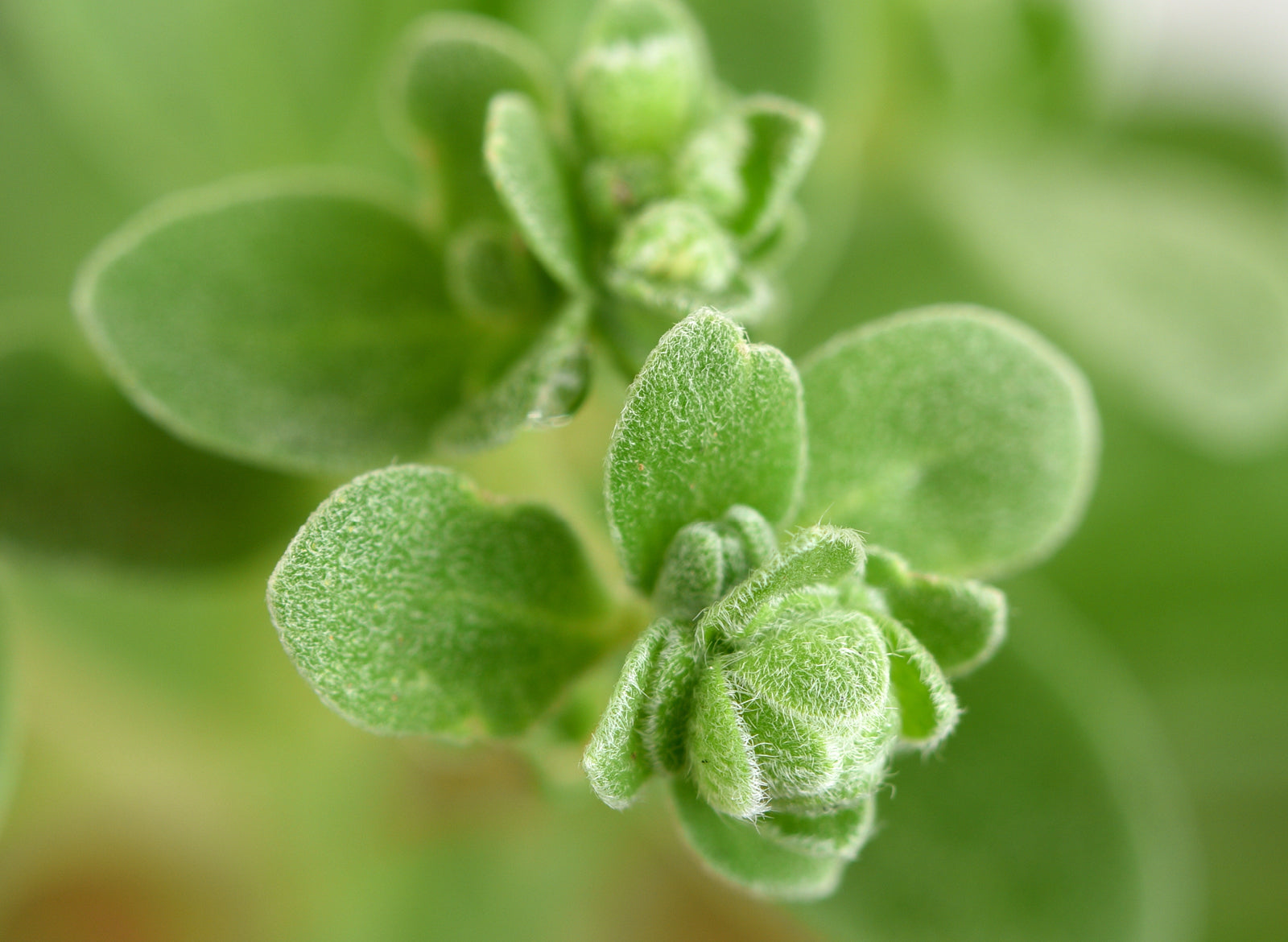 Marjoram French Essential Oil