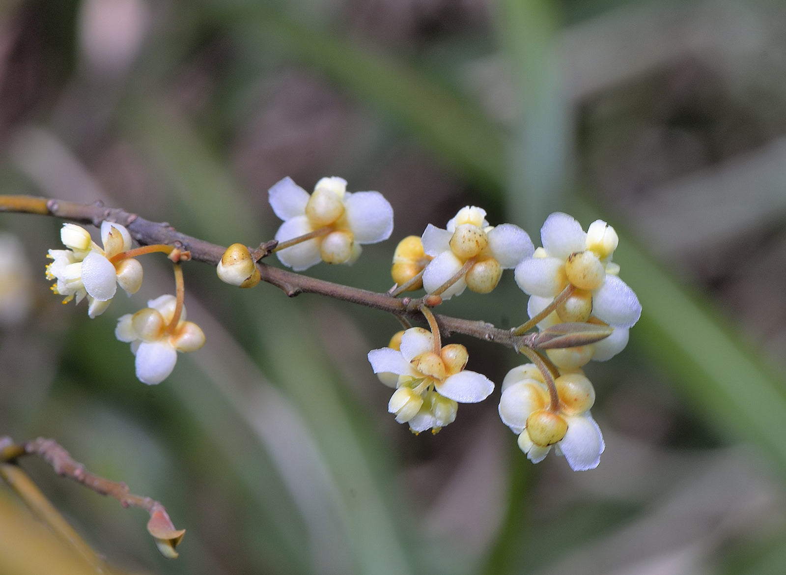 May Chang Essential Oil