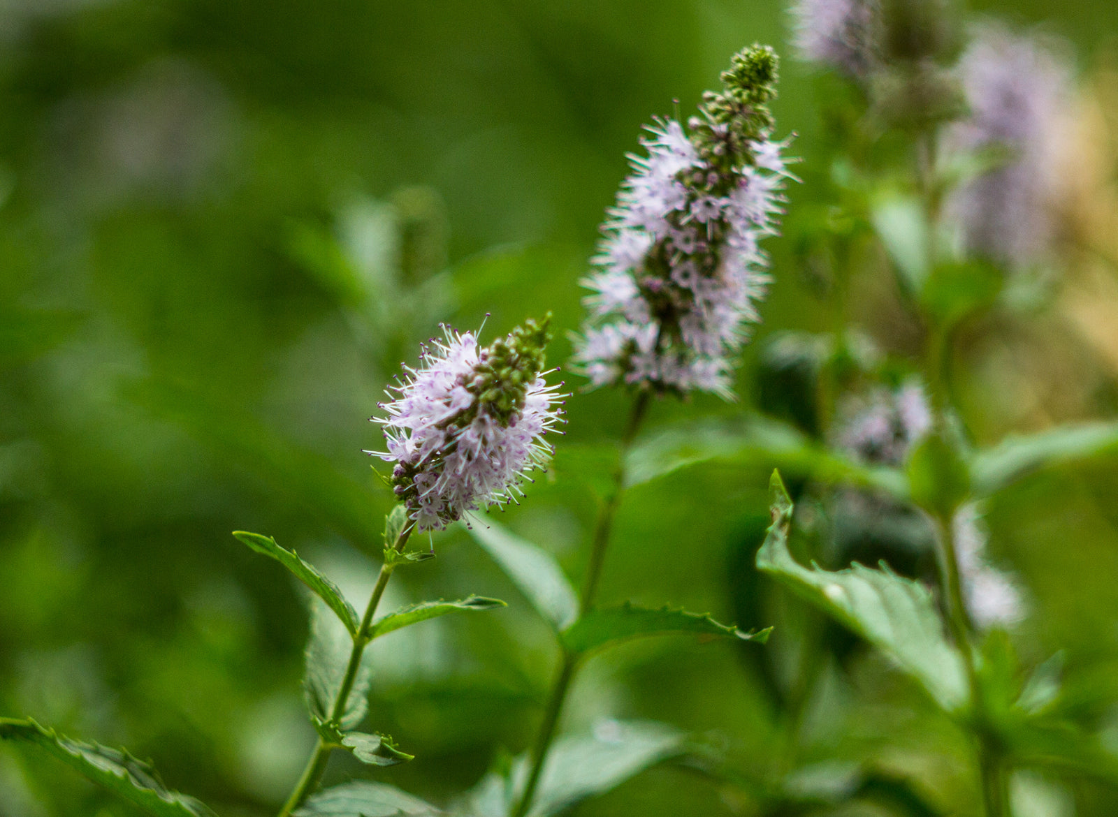 Mint Wild Essential Oil