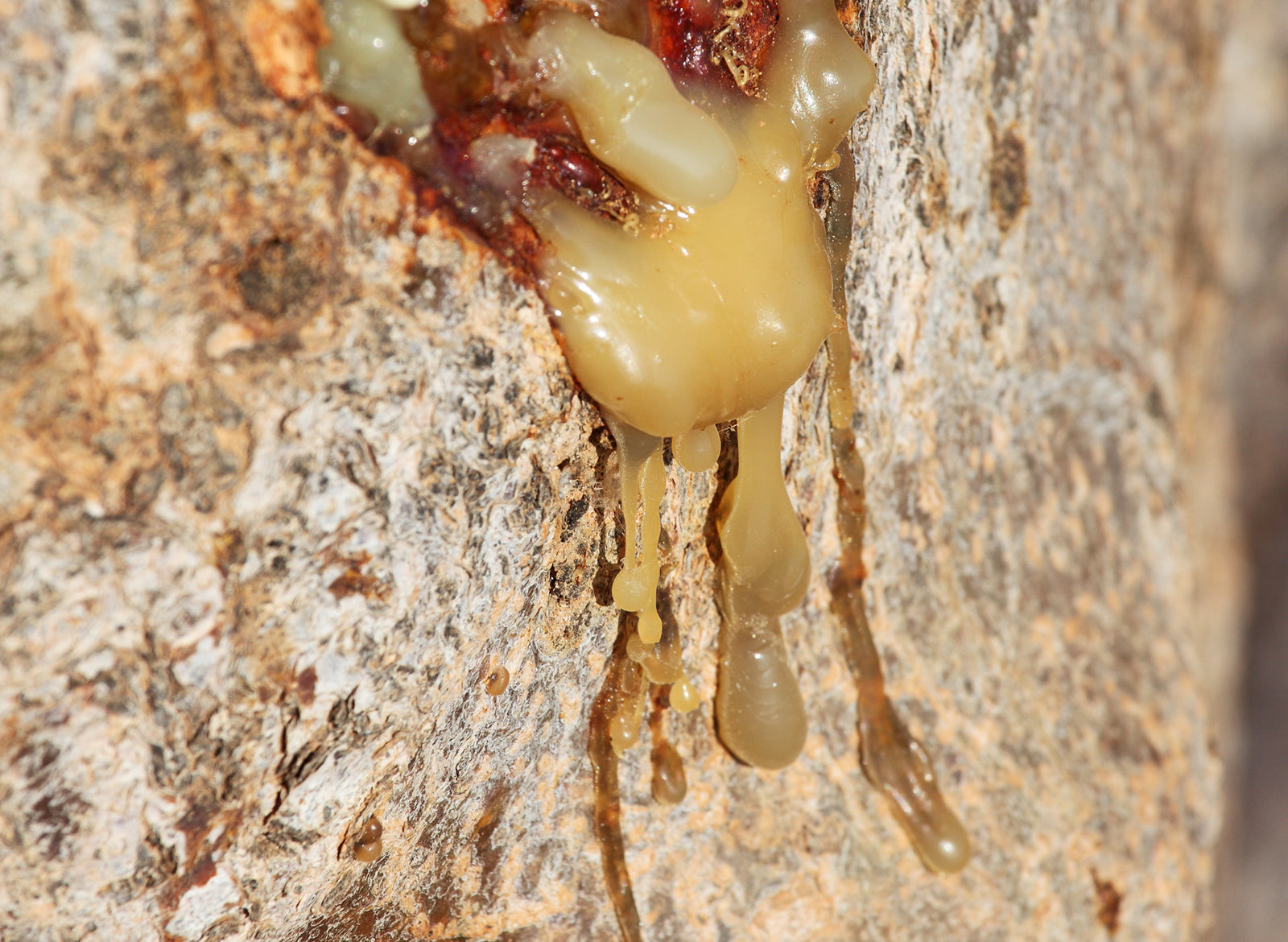 Myrrh Essential Oil