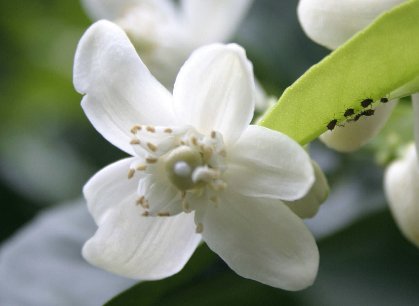 Neroli Blossom: Pure Essential Oil