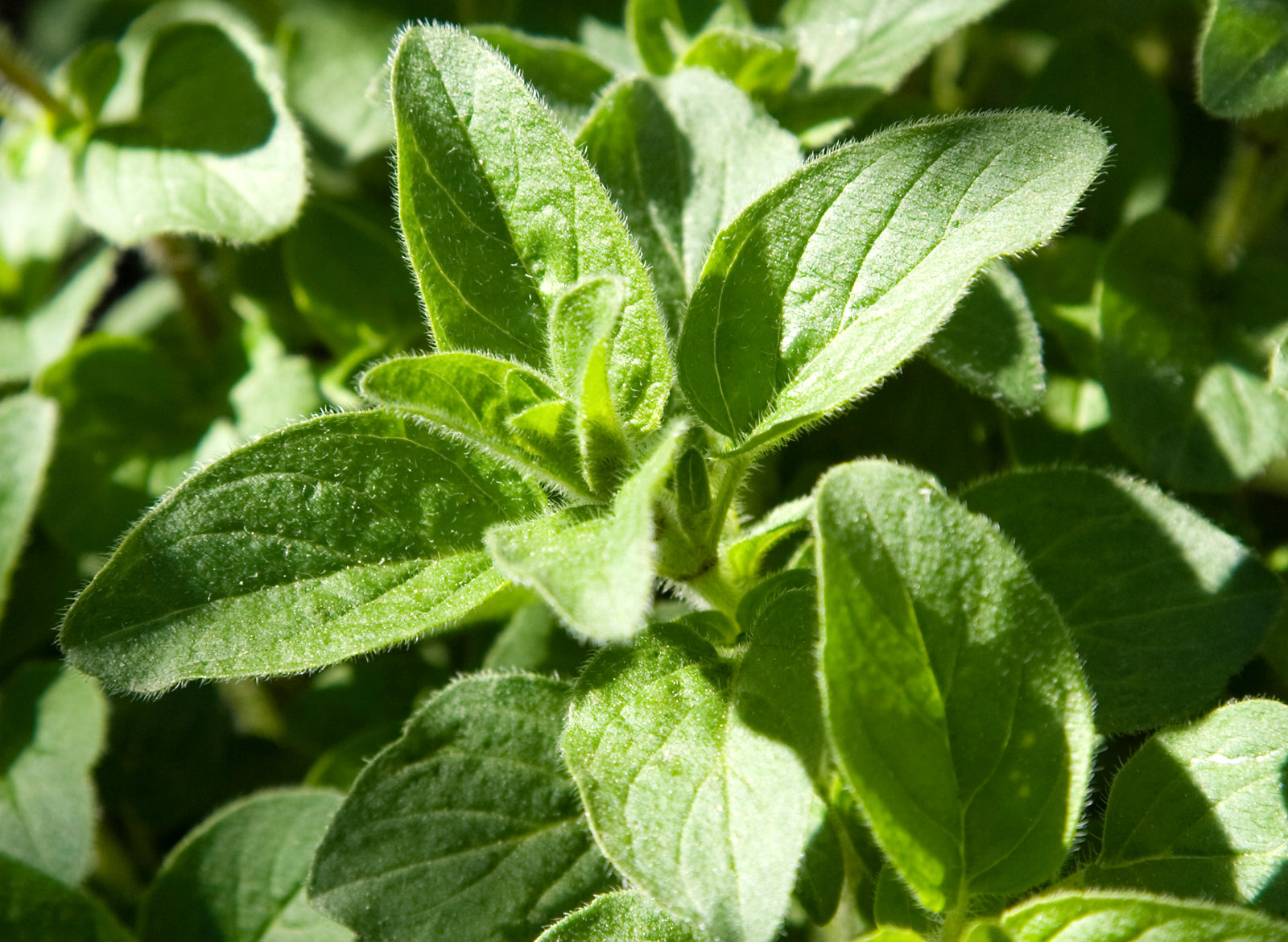 Oregano Essential Oil