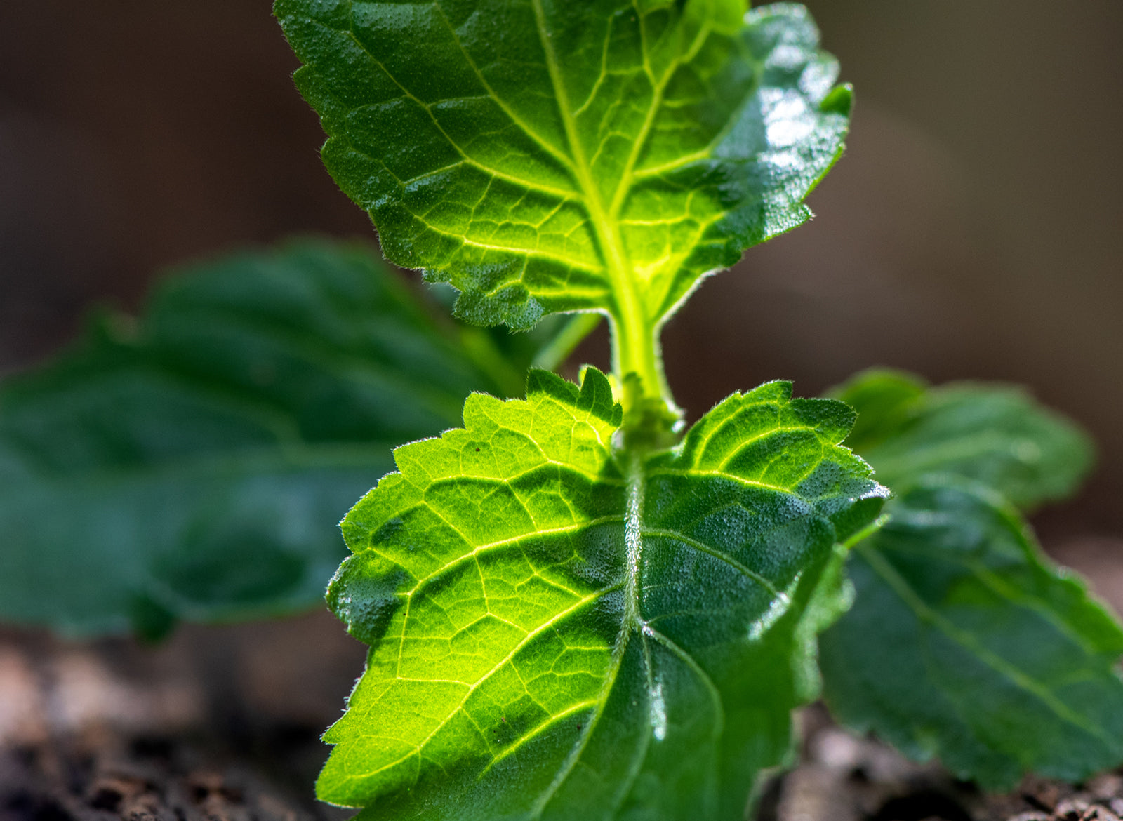 Patchouli Essential Oil