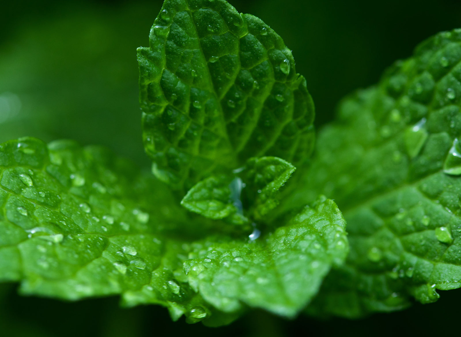 Peppermint Essential Oil