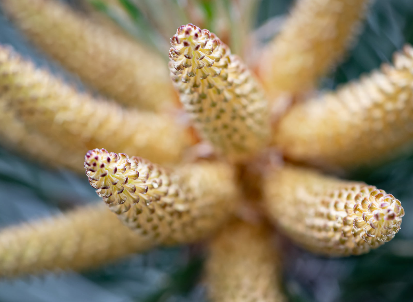 Pine Scotch Essential Oil