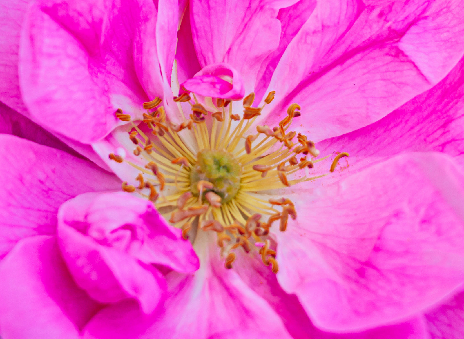 Rose Maroc: Pure Essential Oil