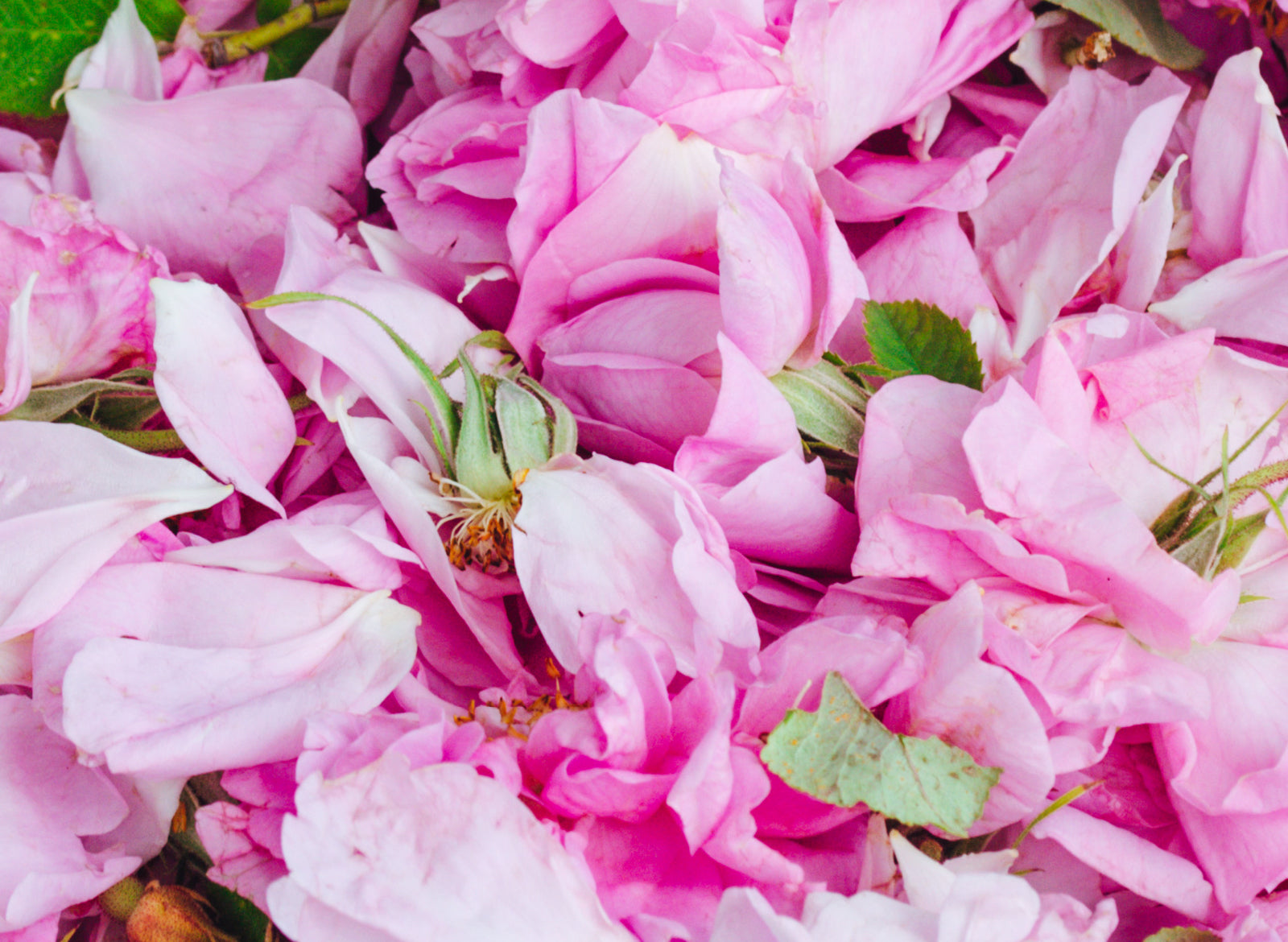 Rose Damask: Pure Essential Oil
