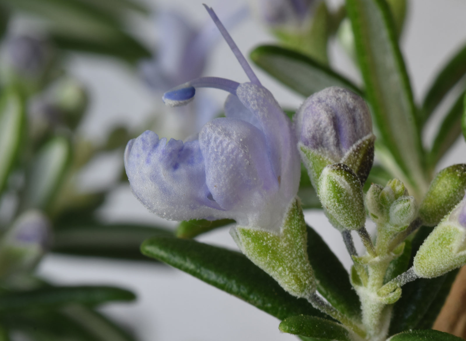 Rosemary Cineol Essential Oil