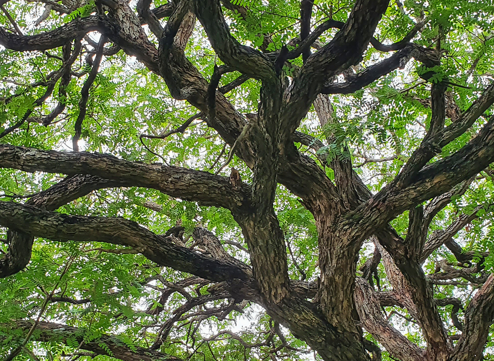 Rosewood Essential Oil