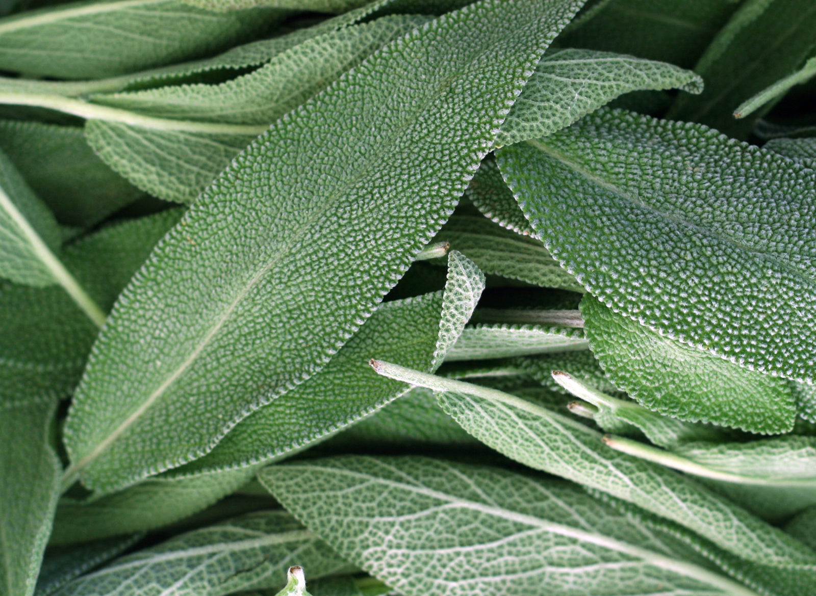 Sage Essential Oil