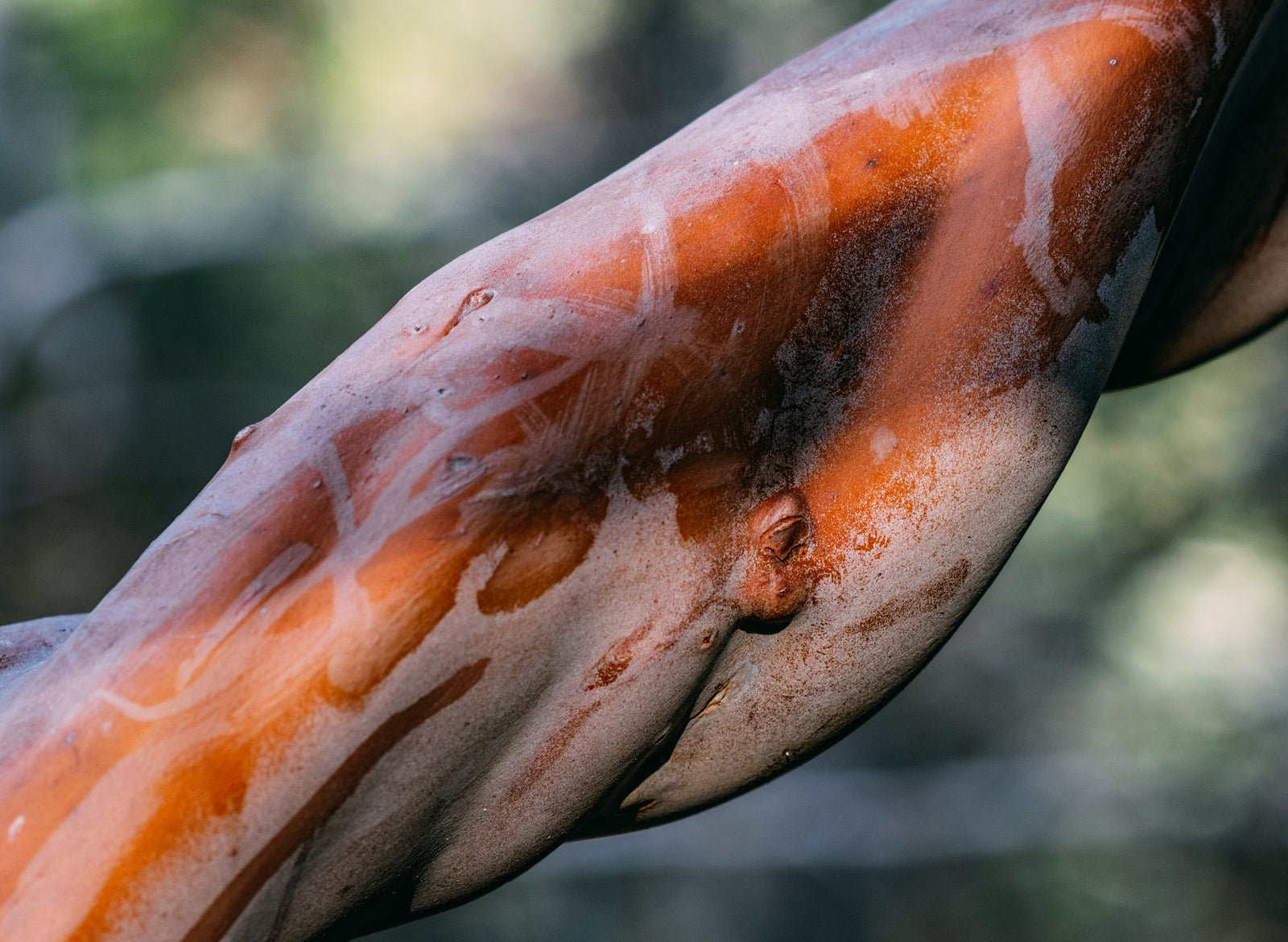 Sandalwood Indian Essential Oil