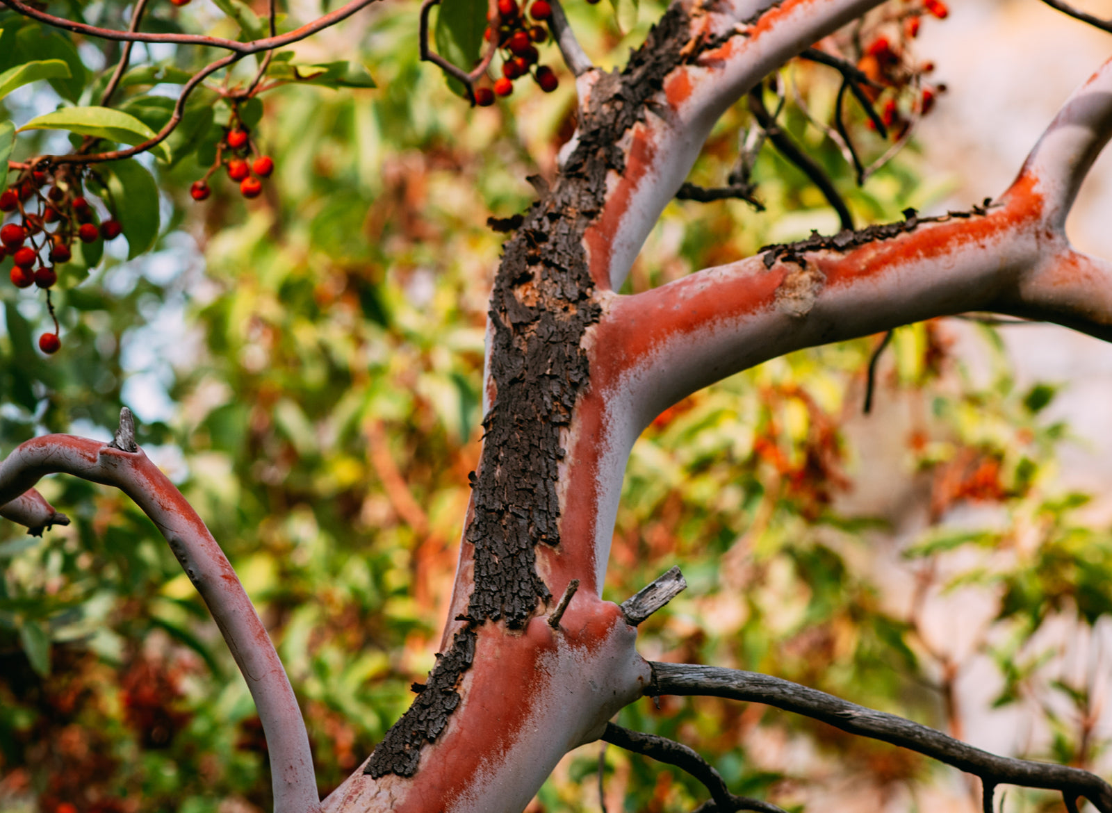 Sandalwood Australian Essential Oil