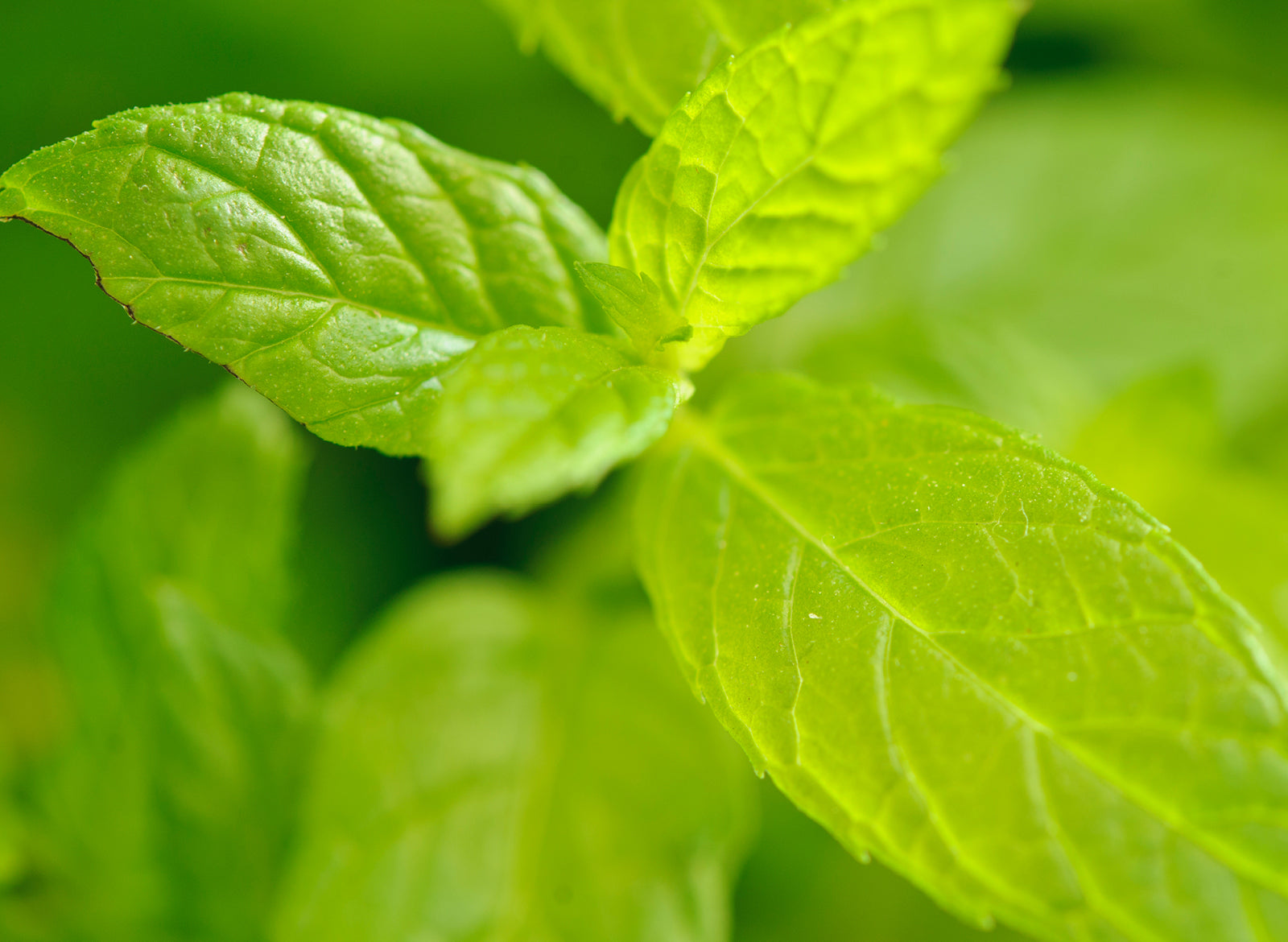 Spearmint Essential Oil