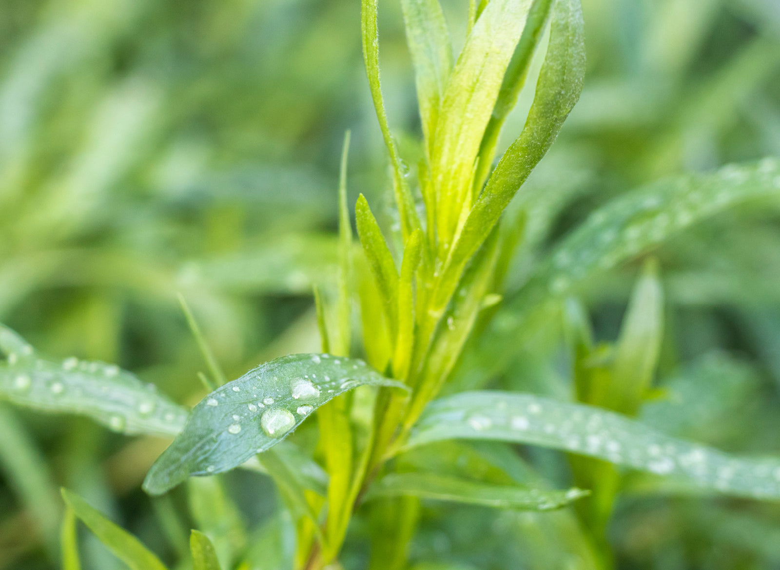 Tarragon French Essential Oil