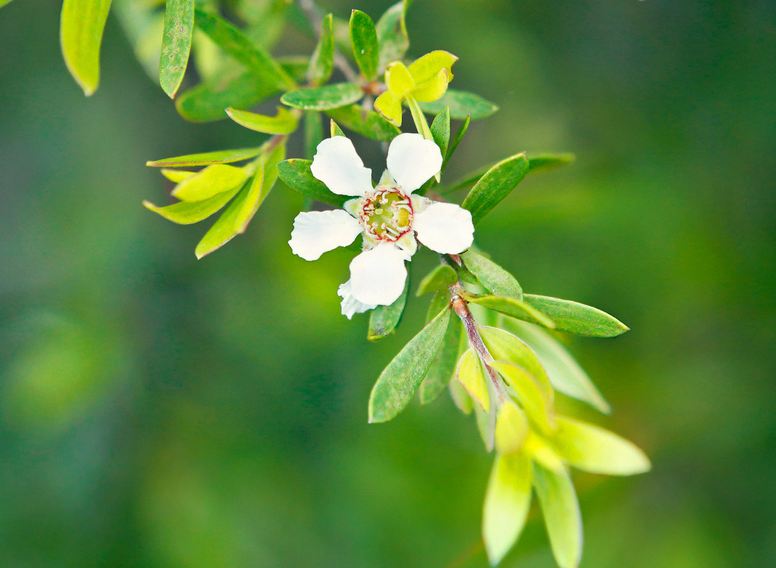 Tea Tree Essential Oil