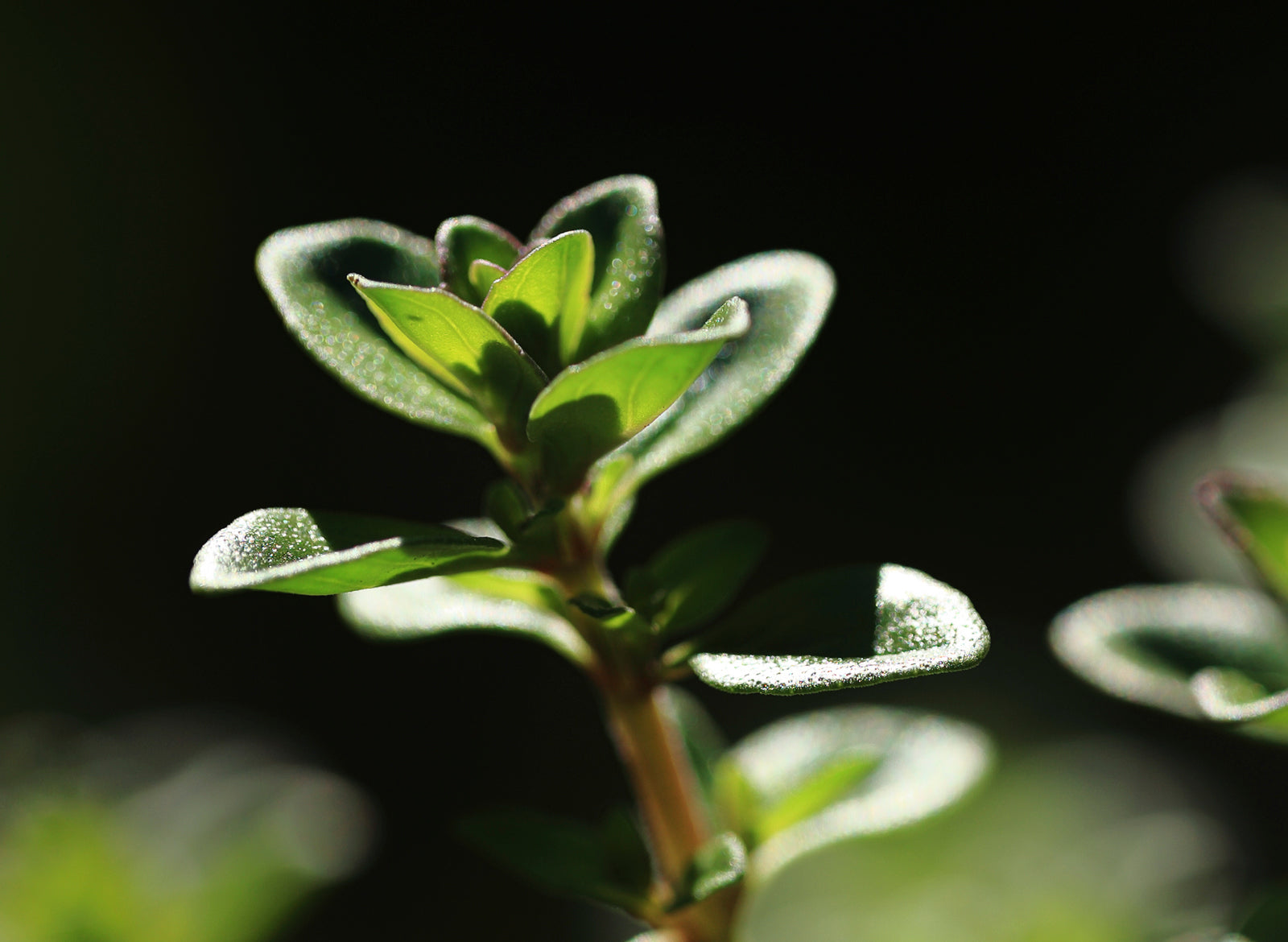 Thyme Thymol Essential Oil