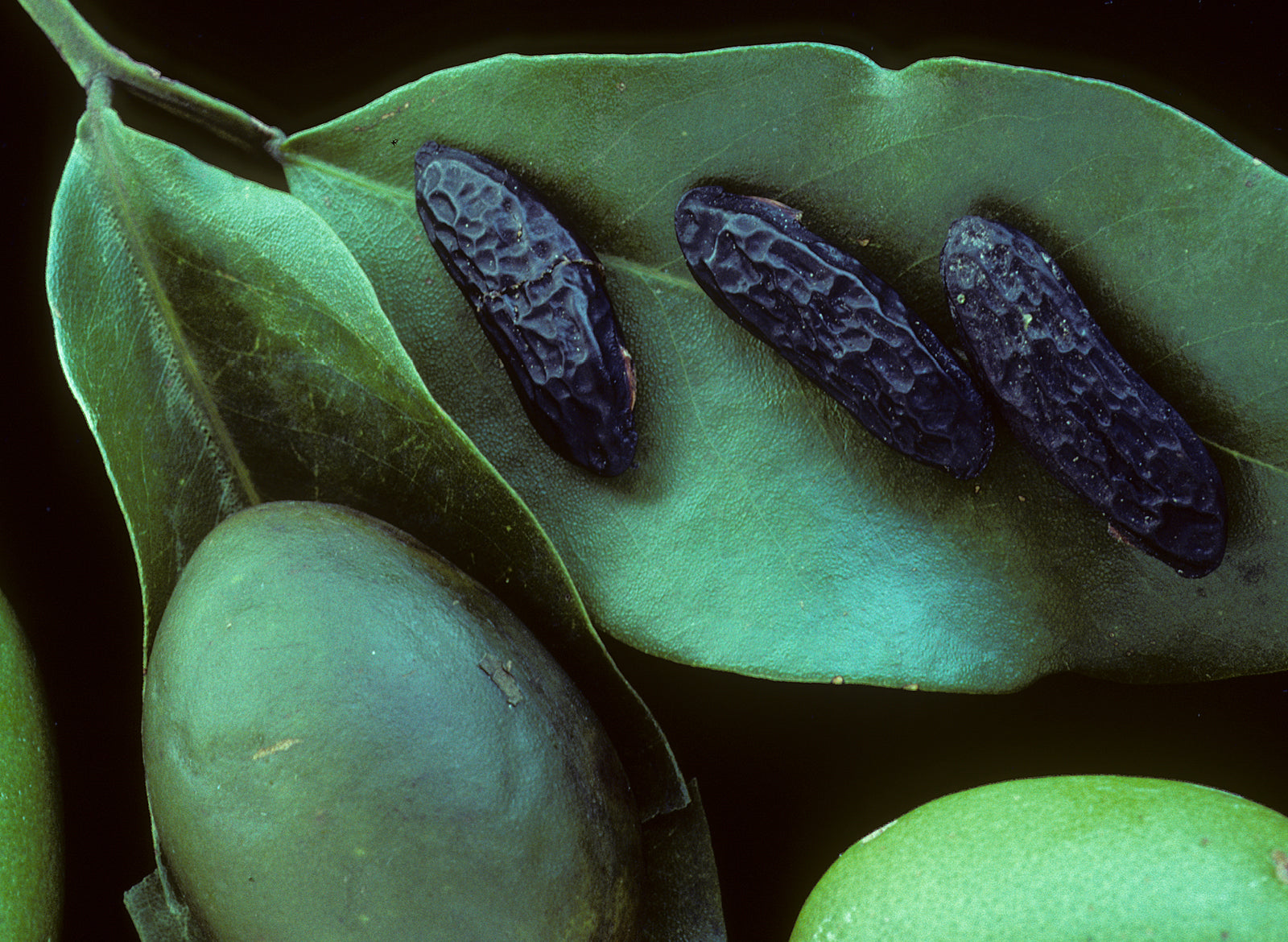 Tonka Bean Essential Oil