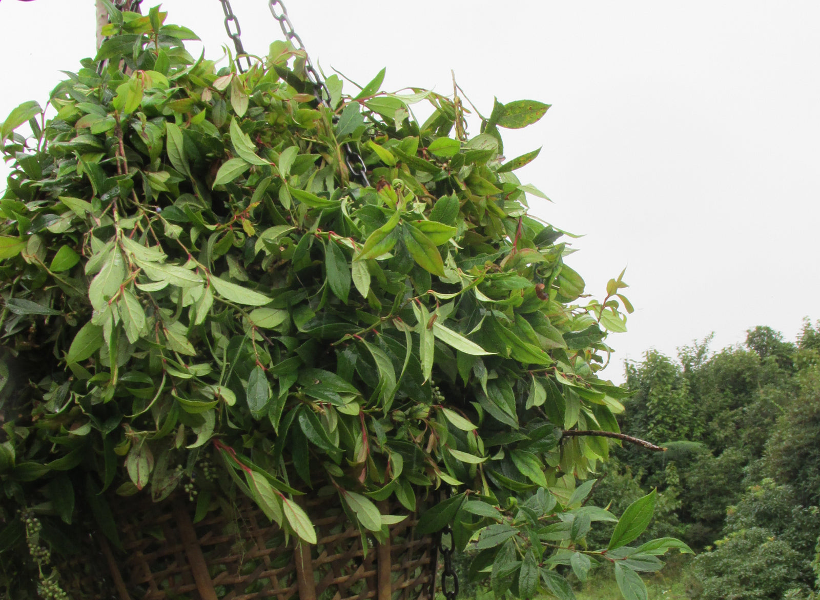 Wintergreen Essential Oil