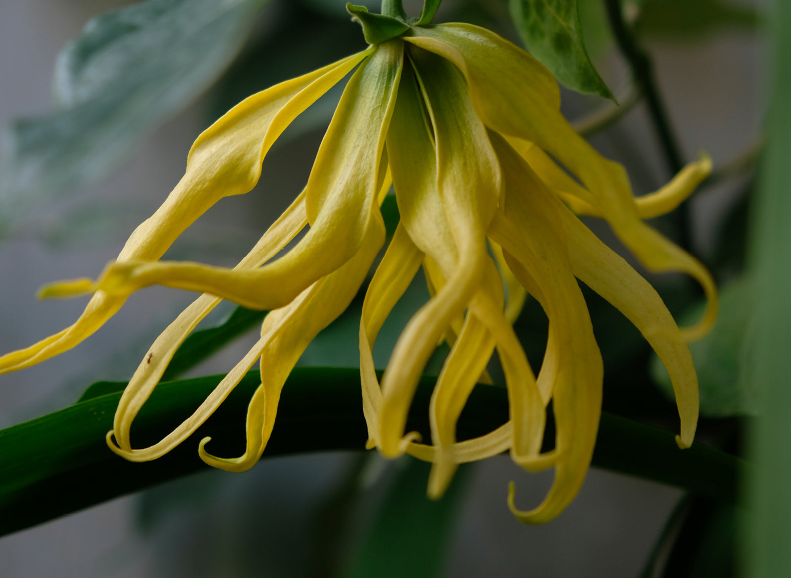 Ylang Ylang Essential Oil